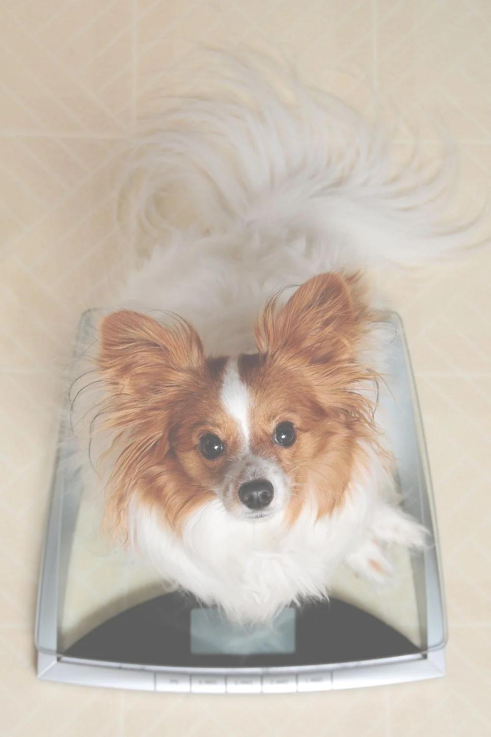 Small Papillon dog sitting on a digital weight scale, promoting healthy pet weight management.