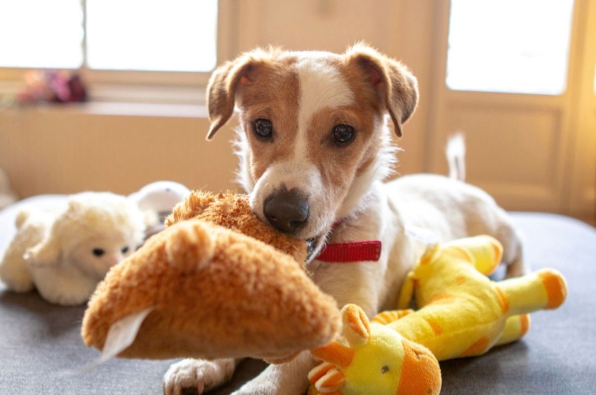 A small brown and white dog holding a plush toy in its mouth surrounded by stuffed animals.
