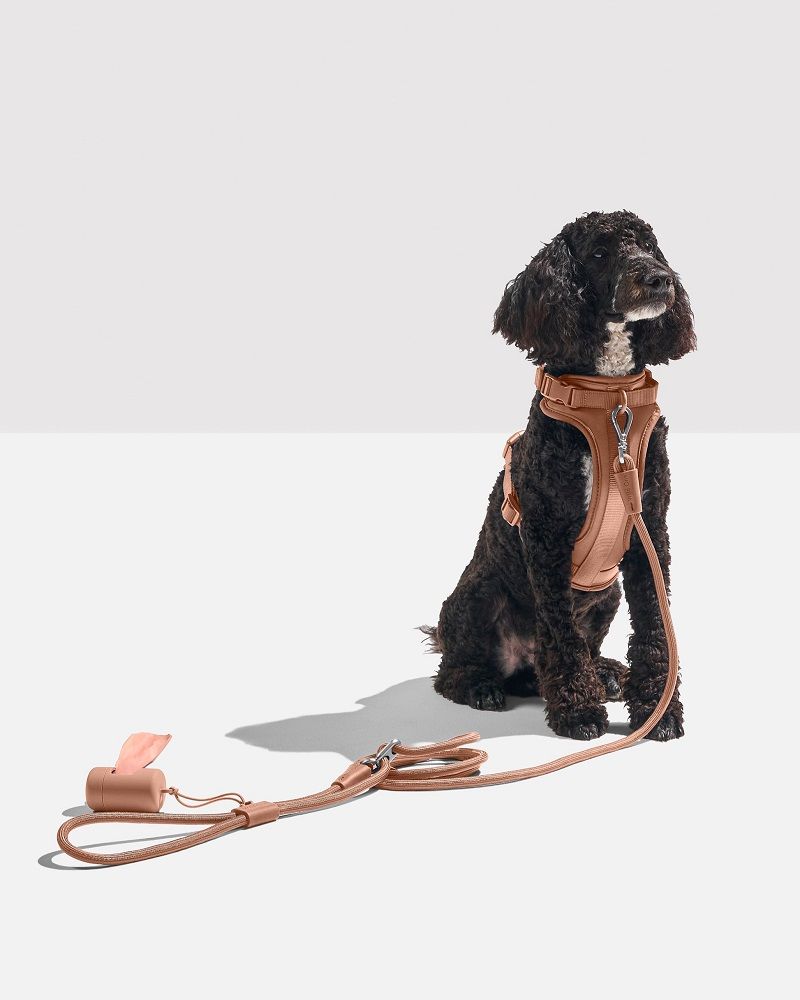 A black curly dog sits wearing a tan harness and matching rope leash with a waste bag dispenser.