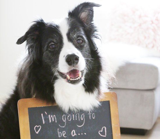 Smiling black and white dog with a chalkboard sign reading "I'm going to be a..." for a baby announcement.