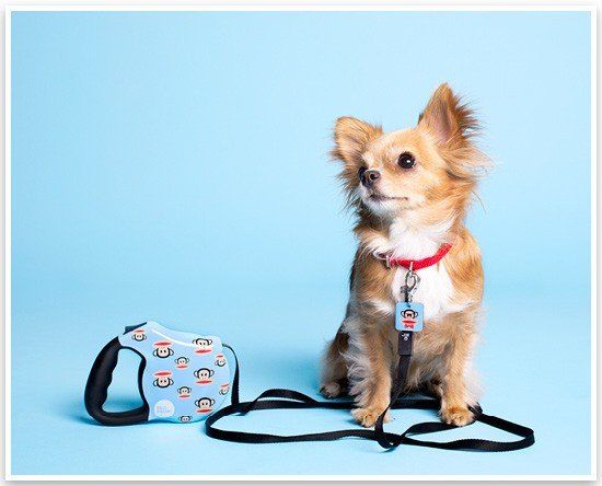 Chihuahua with Paul Frank Julius the Monkey retractable dog leash by 26 Bars & A Band.