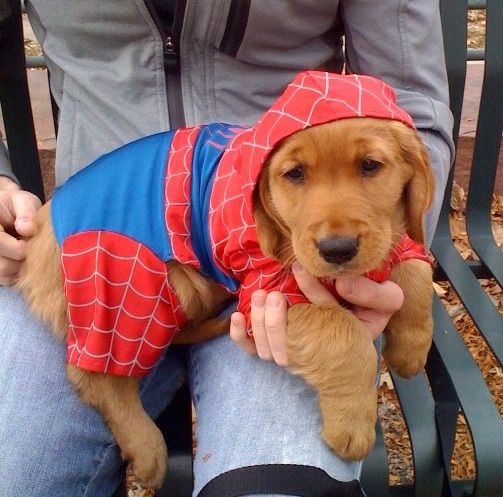 Golden retriever puppy wearing a red-and-blue Spider-Man costume, sitting on a person's lap.