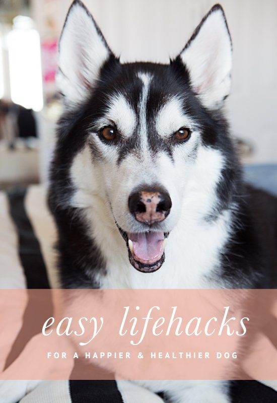 Lifehacks for a Happy and Healthy Dog | Pretty Fluffy