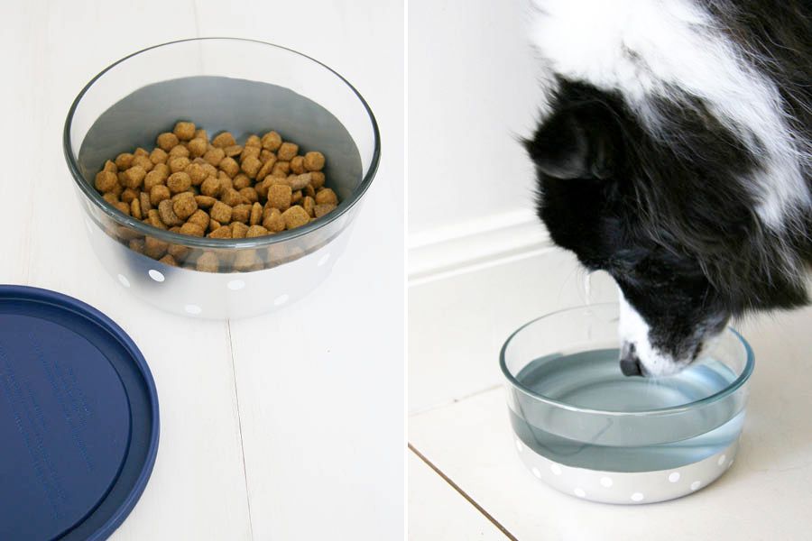 DIY colour-dipped glass dog food bowl filled with kibble beside a dog drinking from a matching water bowl.