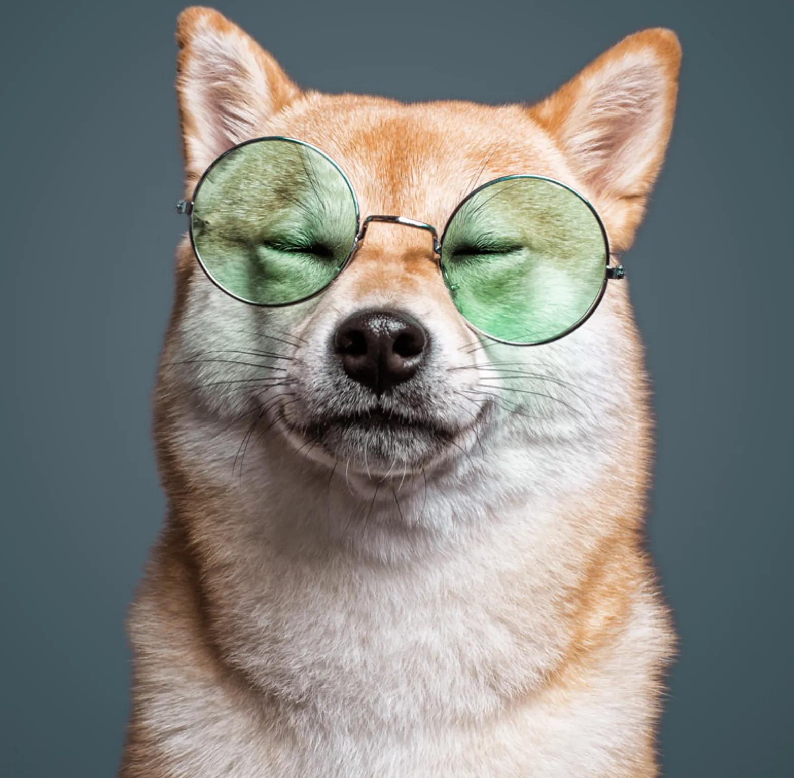 Professional pet photo of a dog wearing glasses by Santos Román