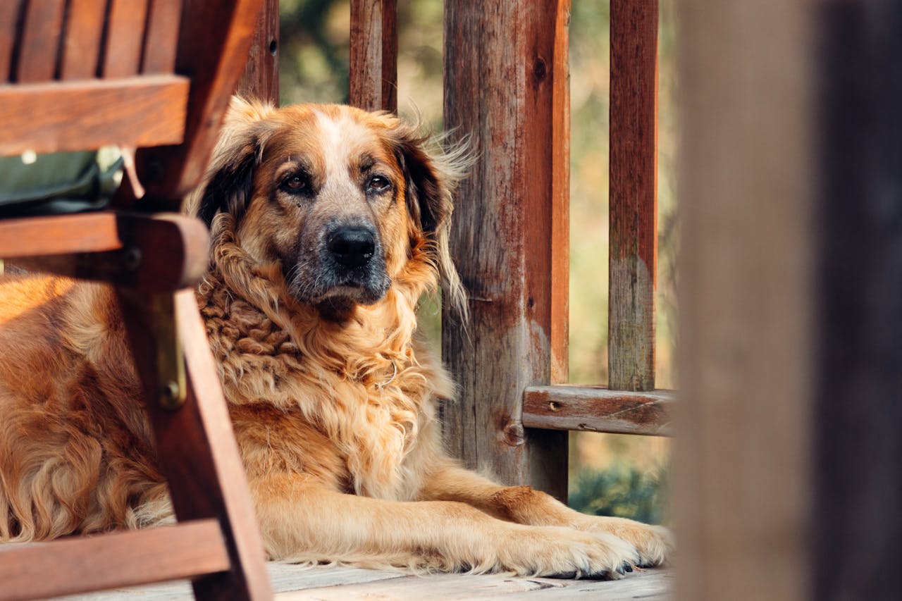 The Crisis Of Muscle Loss In Aging Dogs