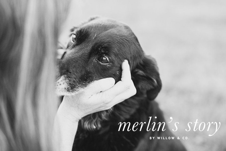 Merlin's Story by Willow & Co. | Angel Session Pet Photography | Pretty Fluffy