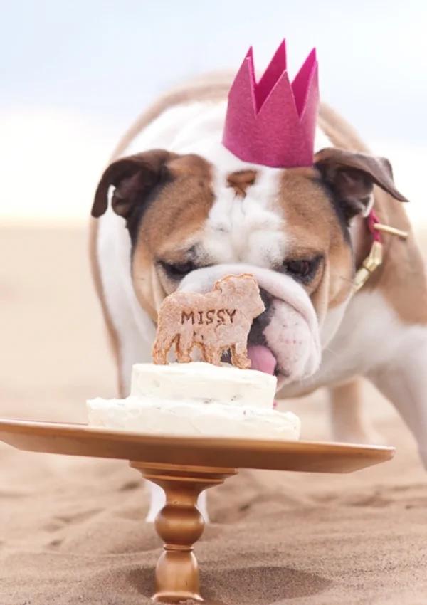 DIY Dog Birthday Crown | Pretty Fluffy