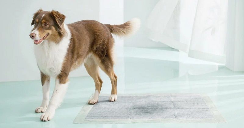 An Australian Shepherd dog stands next to a grey puppy pad on a shiny indoor floor.