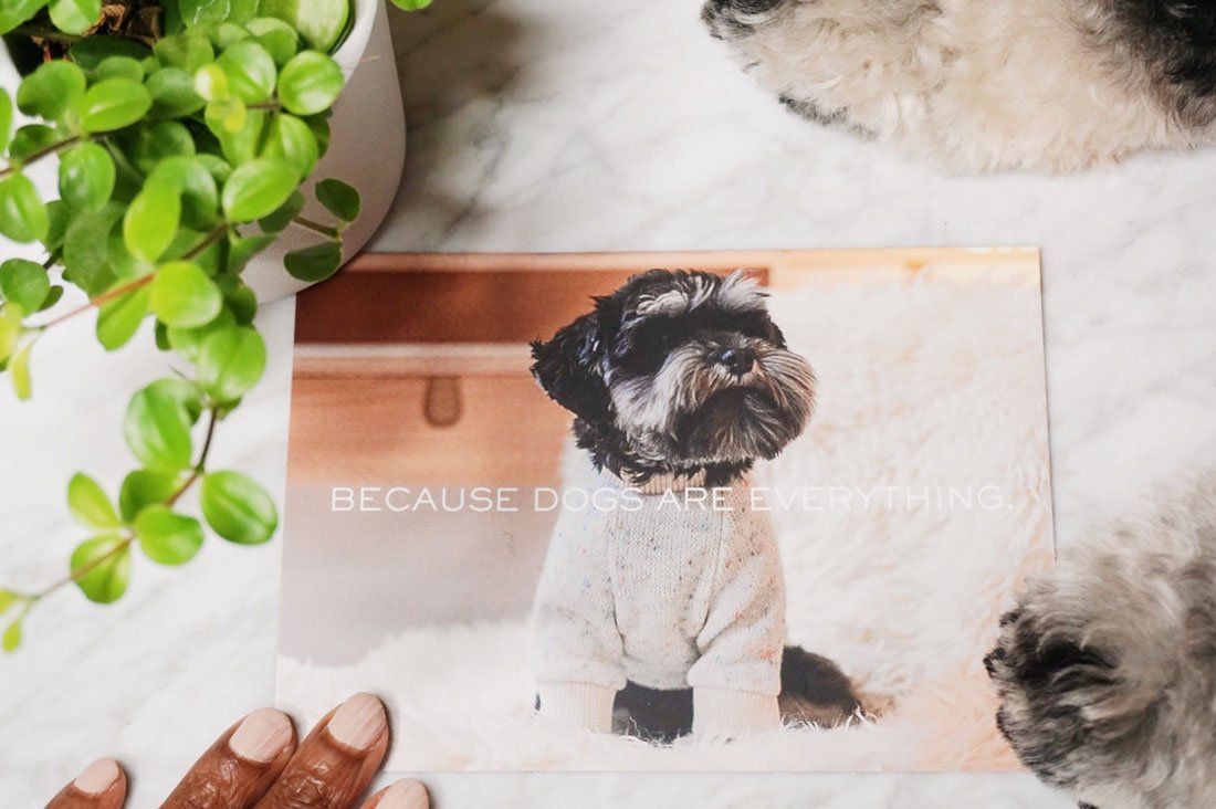 Sir Dogwood brand card featuring a small dog in a designer sweater with the text "Because dogs are everything."