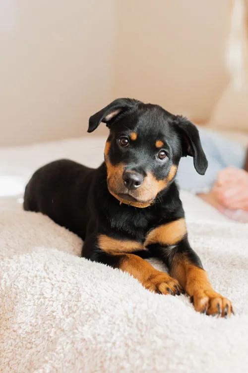 New Puppy Shopping List_ The Essential Free Checklist for Pet Parents