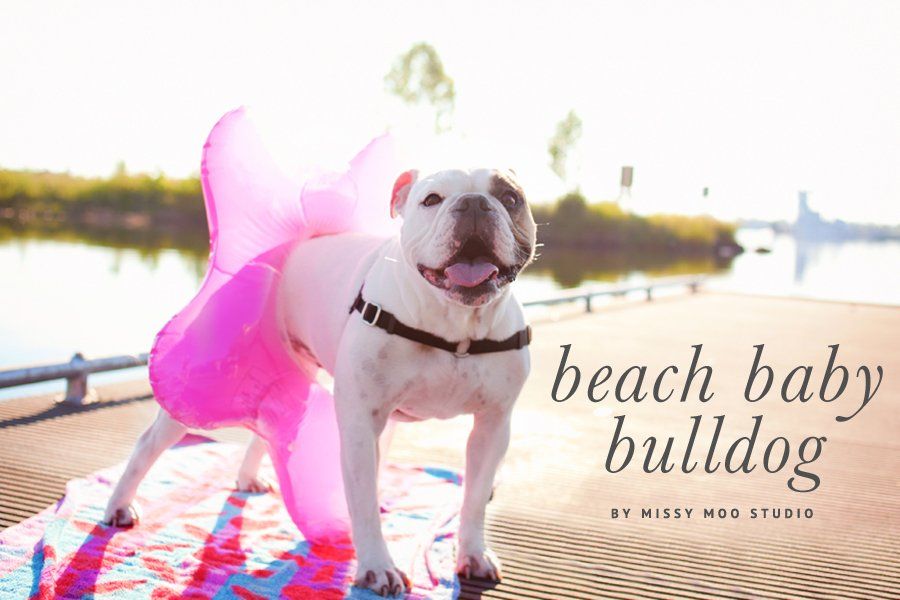 Beach Baby Bulldog - Photography by Missy Moo Studio | Pretty Fluffy