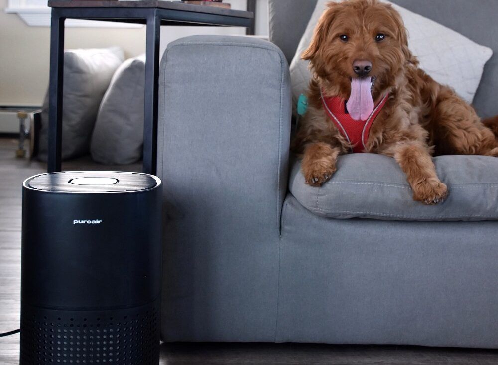Creating a Pet Friendly Home With PuroAir