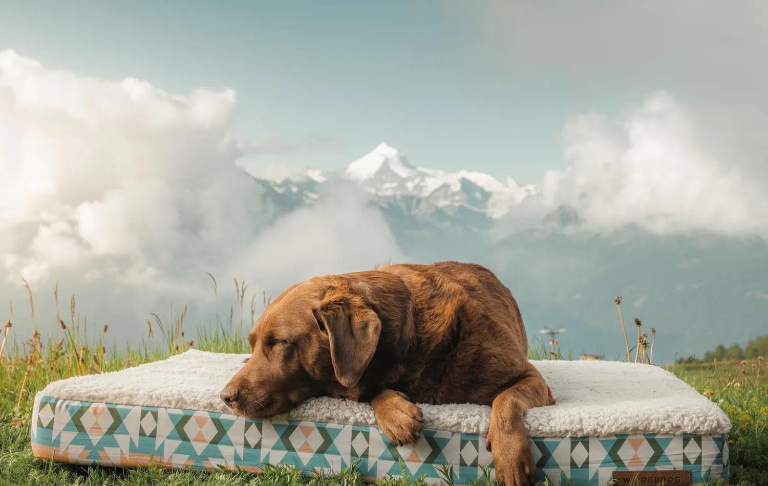Chocolate Labrador sleeping on a portable travel dog bed with a scenic mountain backdrop.