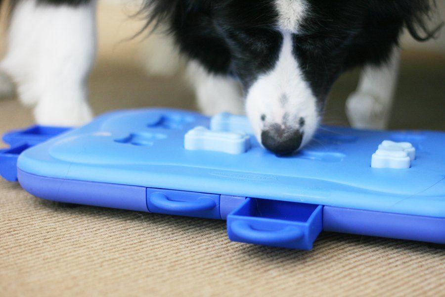 Nina Ottosson Dog Toys Review | Pretty Fluffy
