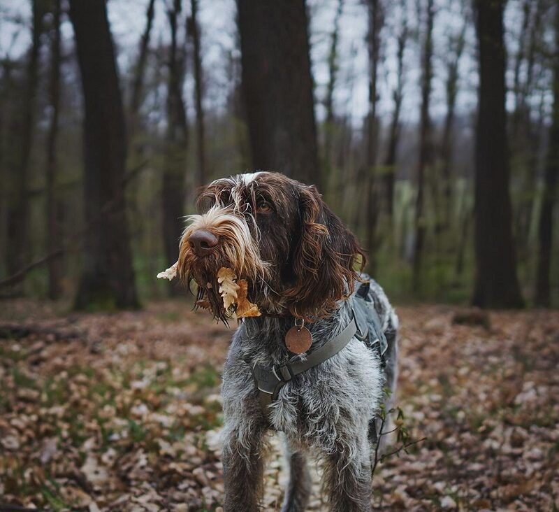 Wirehaired dog with leaves in its mouth in a forest, representing the risk of dogs foraging and eating wild chestnuts.