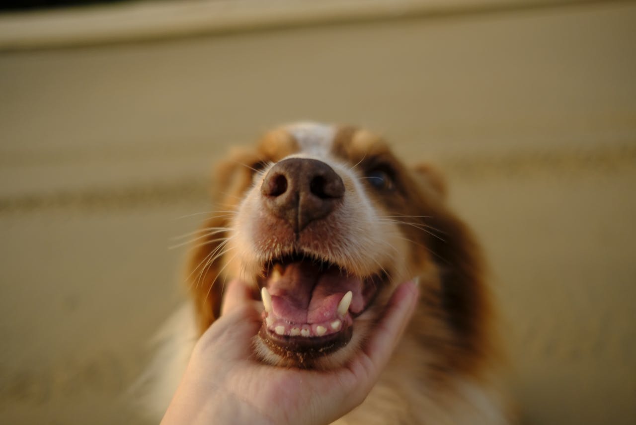 Puppy Dental Care Guide: Supplies, Home Tips & Vet Advice