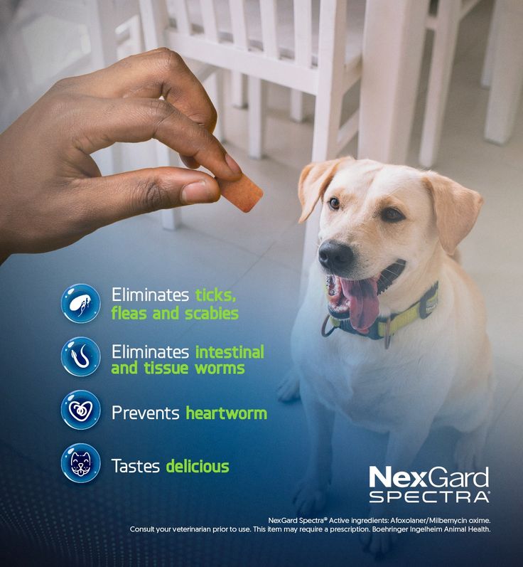 nexgard for dogs