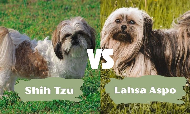 Side-by-side images of a Shih Tzu and Lhasa Apso with labels comparing the two breeds.