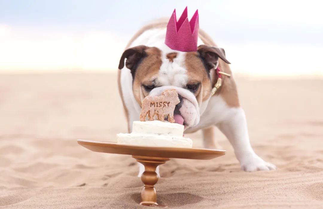 DIY Dog Birthday Crown | Pretty Fluffy
