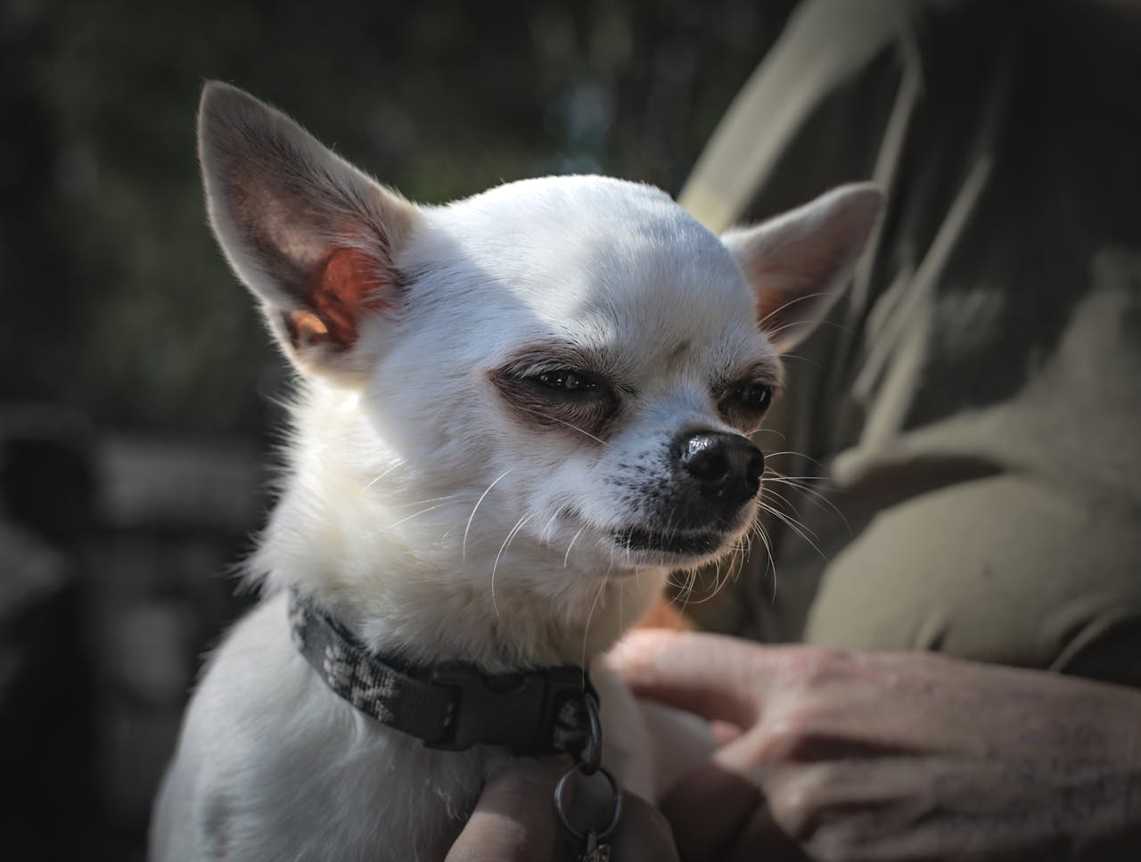 why do chihuahuas get so angry