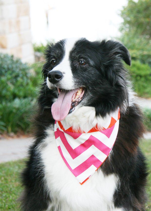 DIY No Sew Dog Bandana