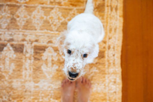 A small white puppy with tan spots looks up at the camera while sitting on a patterned rug by bare feet.