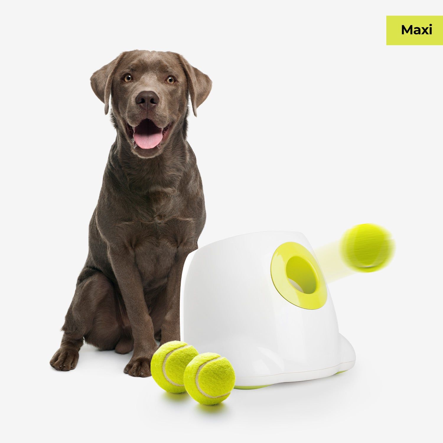 A brown Labrador sits next to a white automatic ball launcher shooting a tennis ball.