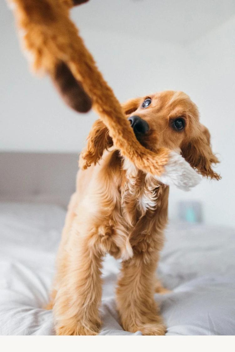 Playful golden cocker spaniel puppy playing tug-of-war with a plush toy