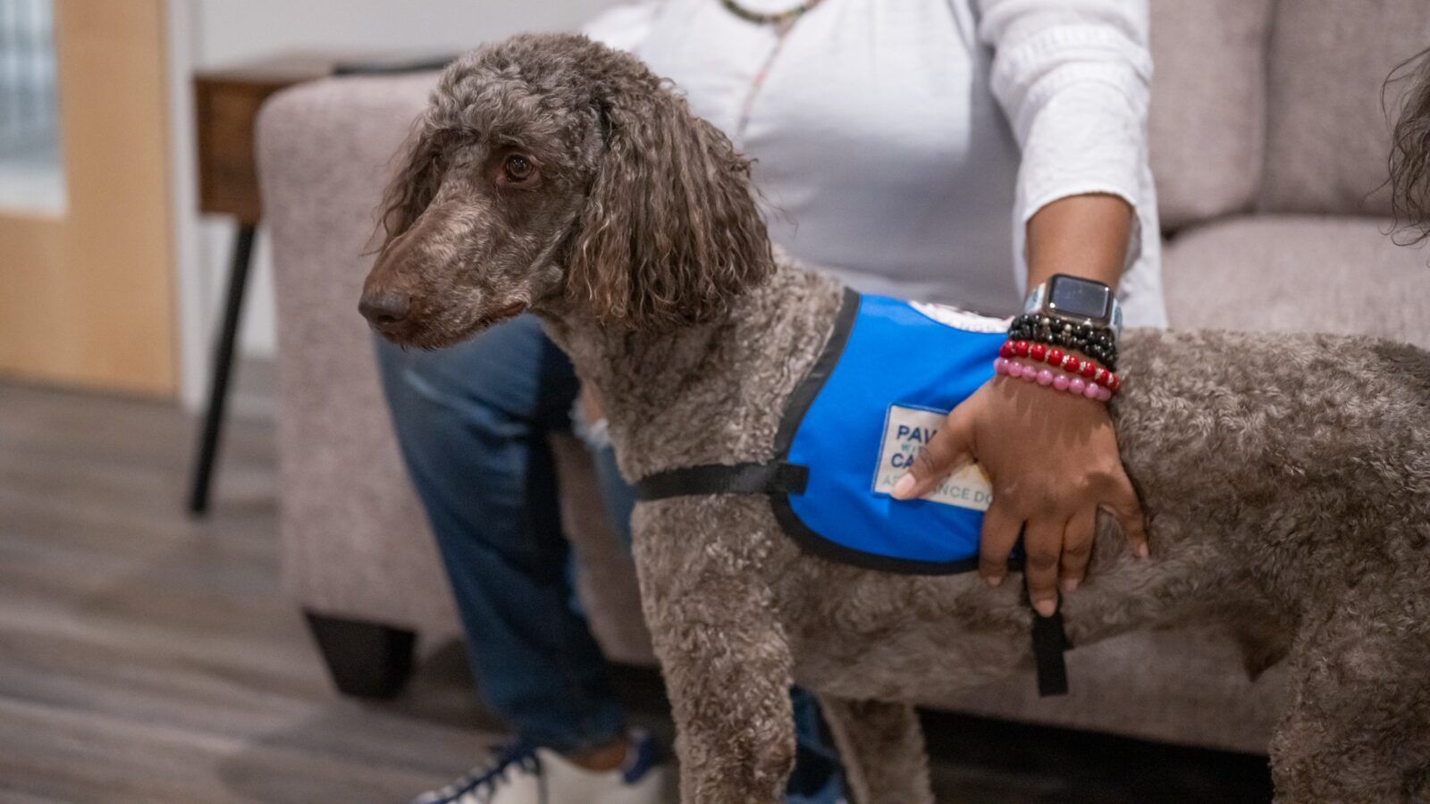 A brown poodle wearing a blue service dog vest stands beside a seated person indoors.