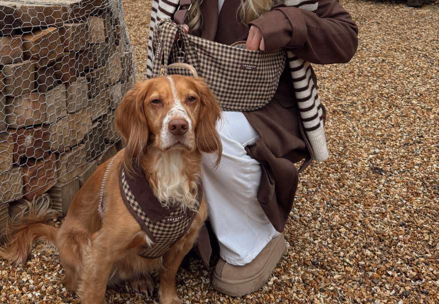 A spaniel dog in a brown checkered harness sits outdoors beside a person with a matching bag.
