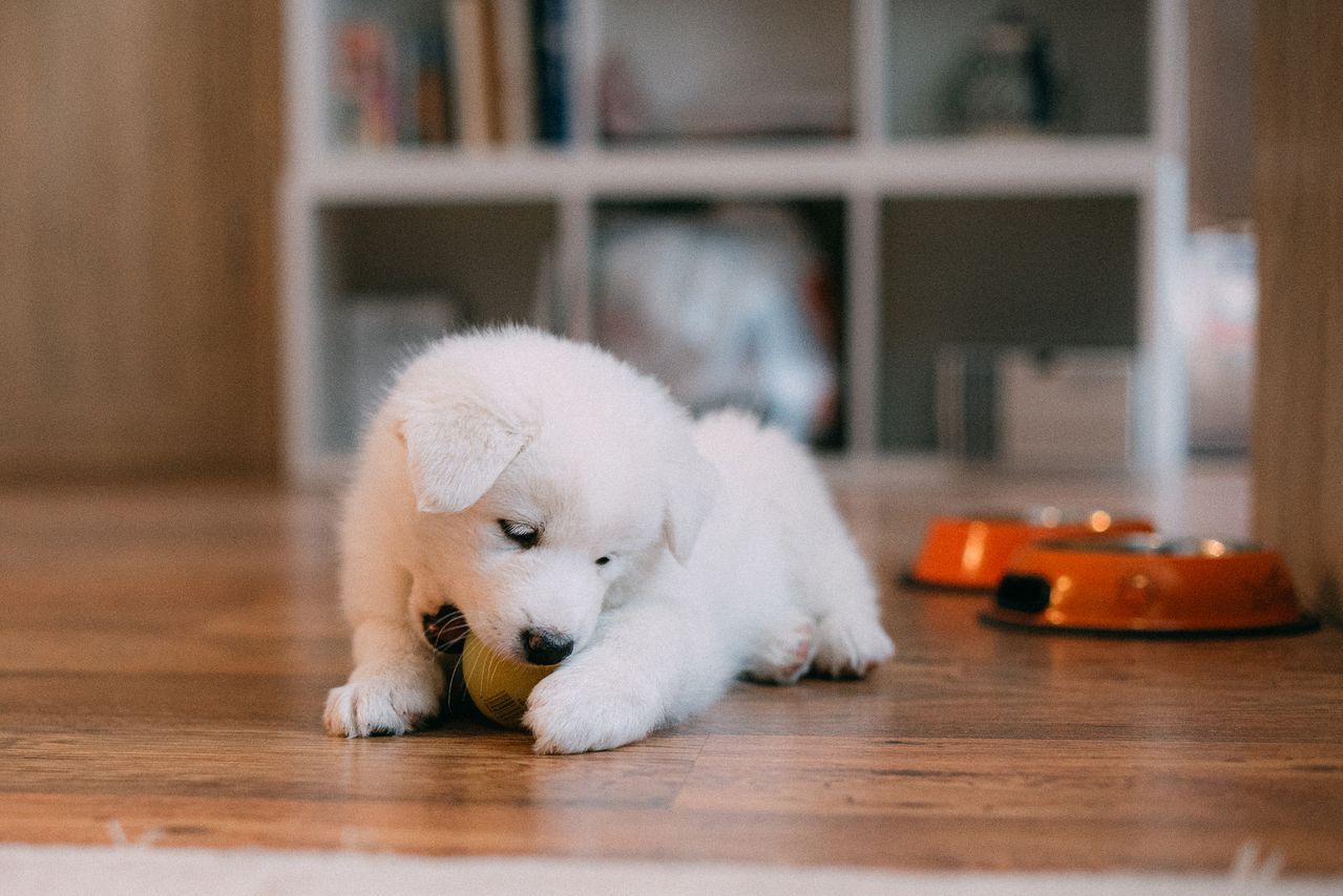 A fluffy white puppy lies on a wooden floor, chewing on a small yellow ball.