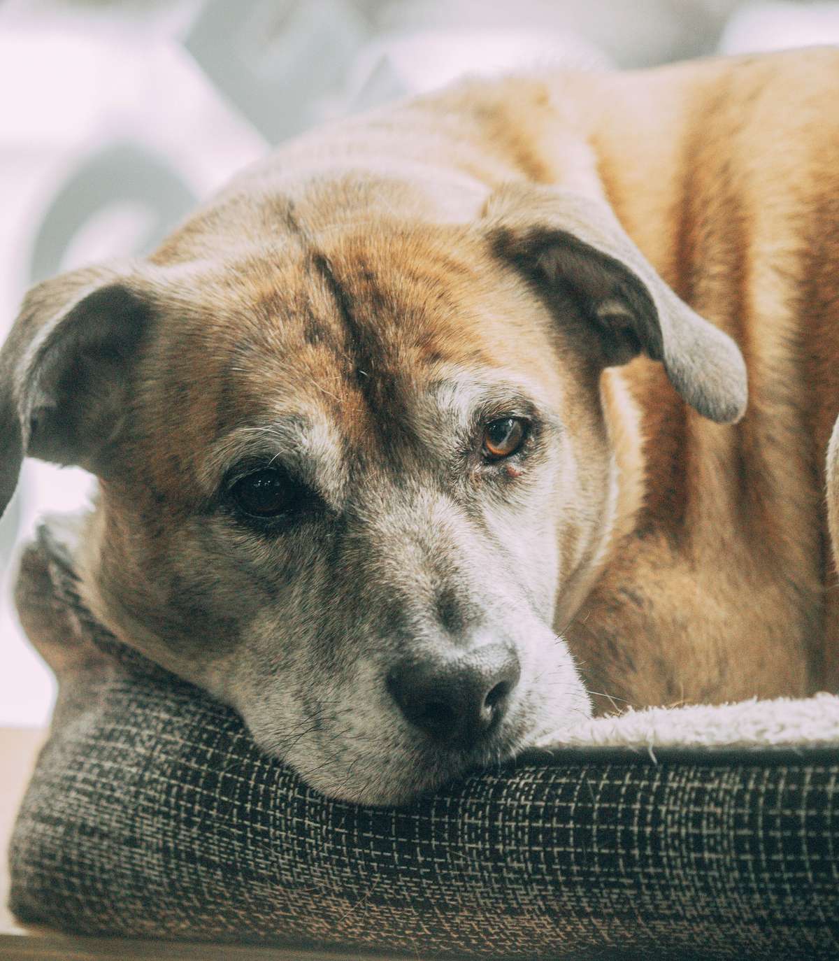 A senior dog with a grey muzzle rests its head on a cushioned dog bed.