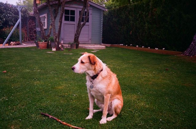Dog sitting on a lawn in front of a small backyard shed.