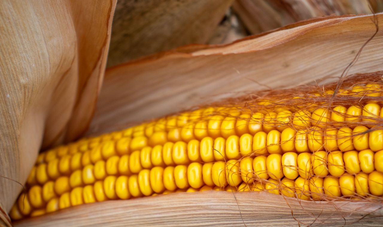Close-up of a yellow ear of corn partially covered by its husk and silks.