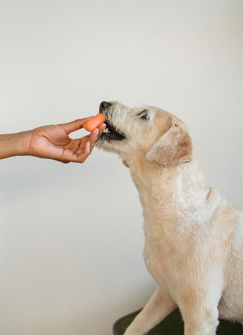 Can Dogs Have Carrots?