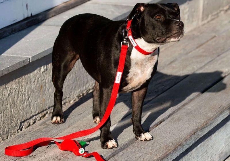 Ziippup Australian Dog Collar