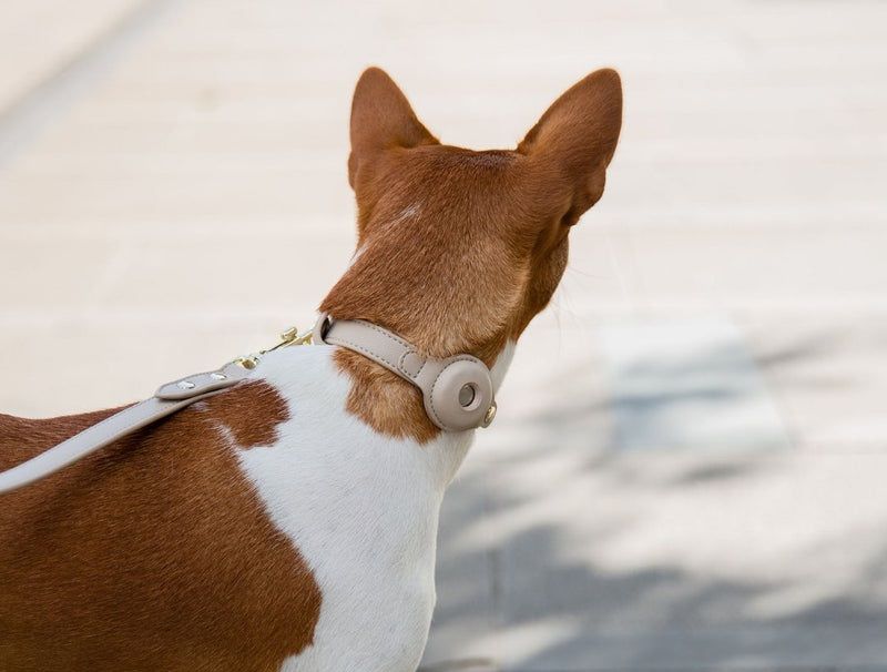 Best AirTag Dog Collars