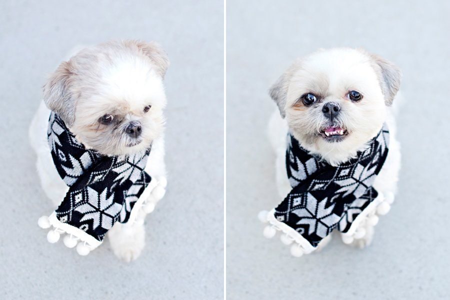 Fluffy dog wearing a stylish DIY winter scarf with pom-poms, a fun handmade project for your four-legged mate.