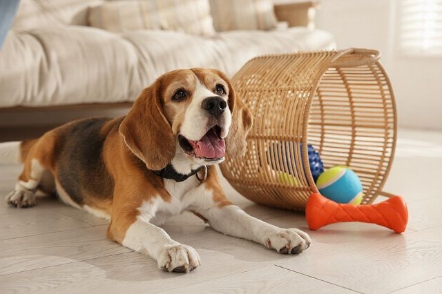 Best Indoor Toys for High-Energy Dogs That Keep Them Engaged