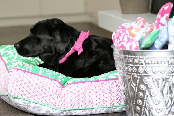 Black puppy with a pink bow collar sleeping in a stylish dog bed, showcasing comfortable pet lifestyle tips.
