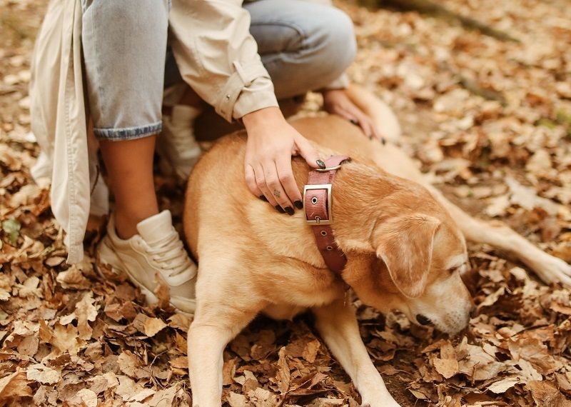 A person pets a golden dog wearing a wide collar in a bed of autumn leaves.
