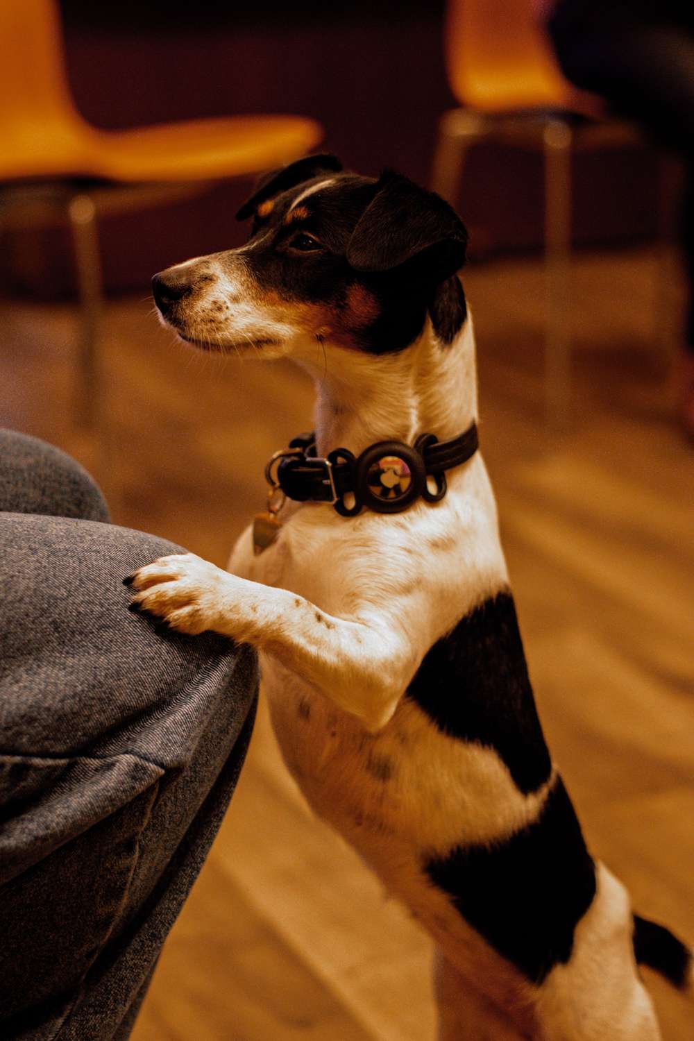 A small black and white terrier stands on its hind legs, resting its paws on a person's knee.