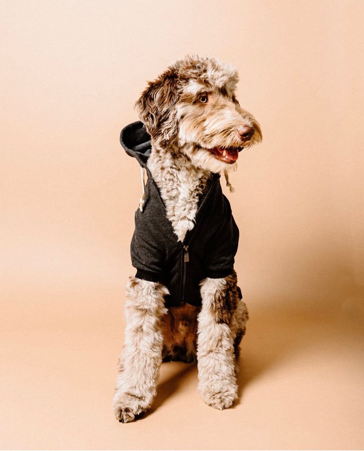Grey hoodie for dogs by Dexy Paws