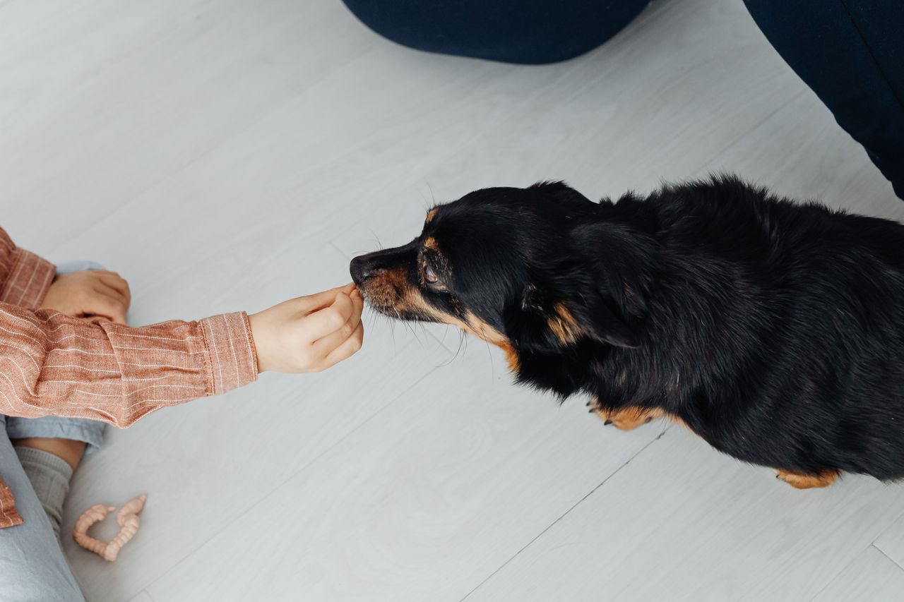 A small black and tan dog takes a treat from a person's hand.