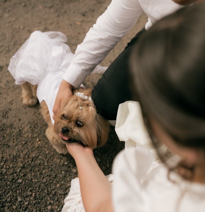 Small dog in a white wedding dress and pearl bow being petted by a bride and groom for cute wedding photos.