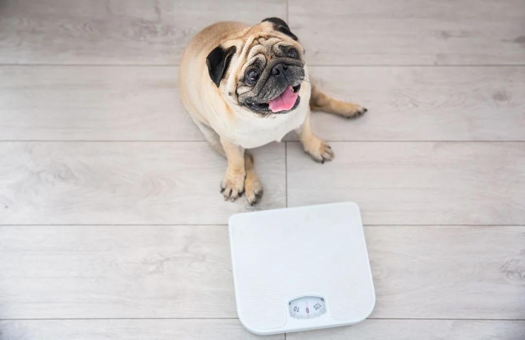 The Pet Obesity Epidemic