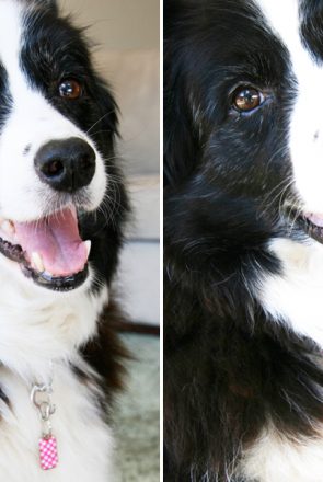 Blanket ID Dog Tag Review | Pretty Fluffy