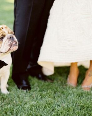 Dogs At Weddings: The Rulebook