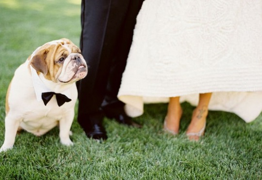 Dogs At Weddings: The Rulebook